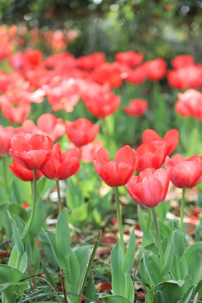 春景1F9A2136 (1).jpg